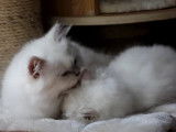 Deux chatons Highland Straight qui se toilettent