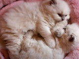 Un moment de complicité pour deux chatons Highland Straight