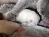 Des chatons Scottish Fold qui se font toiletter par leur maman