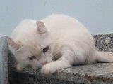 Un chat Kinkalow en train de faire sa toilette