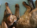 Un chat Somali en train de faire sa toilette
