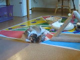 Une maman Persan en train de toiletter son chaton