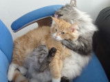 Des chats Norvégien se toilettent sur un fauteuil