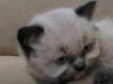 Un chaton Himalayen qui se toilette