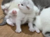 Une chatte Scottish Fold toilette ses chatons