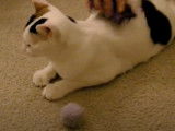 Un chat Bobtail Japonais se fait brosser par son maitre