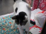 Un Bobtail Japonais en train de se faire brosser le pelage
