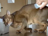 Un chat Abyssin qui adore se faire peigner
