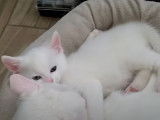 Deux chats Khao Manee en train de se reposer cote à cote