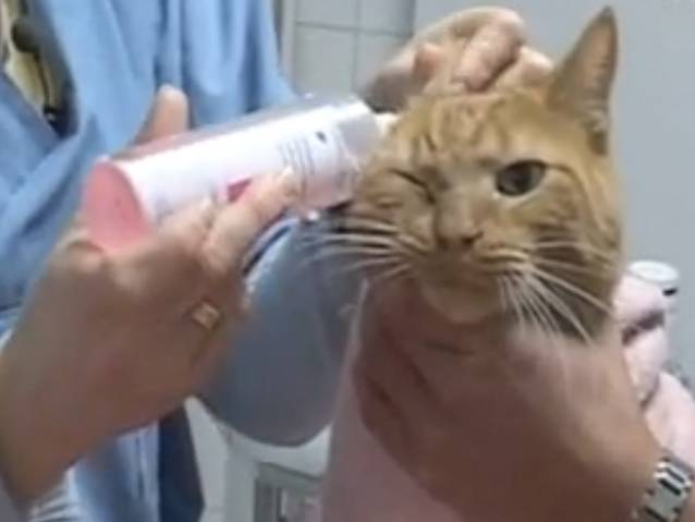 Comment nettoyer les oreilles d'un chat ? (vidéo)