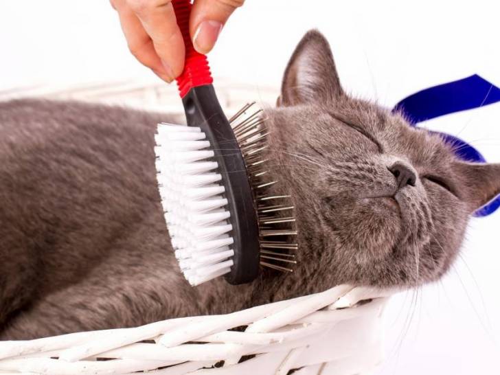 Brosser le poil de son chat - L'entretien de la peau et du pelage du chat