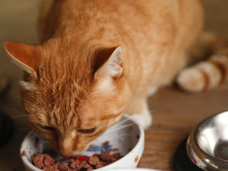 L'impact de l'alimentation sur le poil du chat