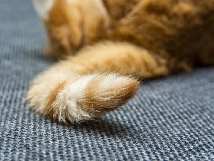 Le cas particulier de la queue d'étalon ou Stud Tail