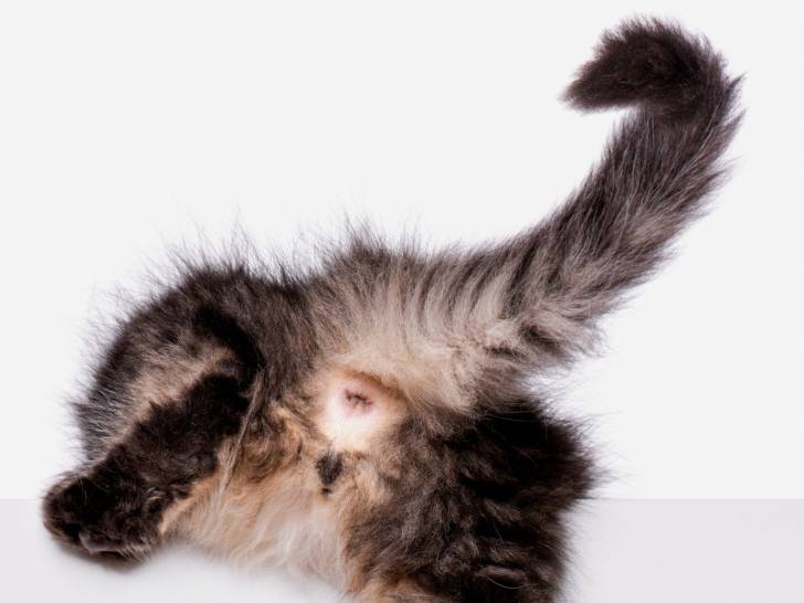 Tuto : comment nettoyer les oreilles d'un chat en trois étapes ?