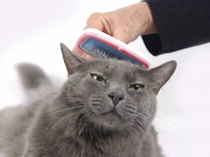 Un chat se faisant brosser les poils