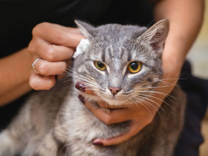 Une femme nettoyant l'oreille d'un chat gris