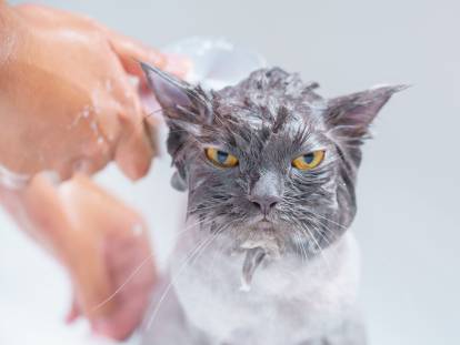Un chaton Persan en train de prendre un bain