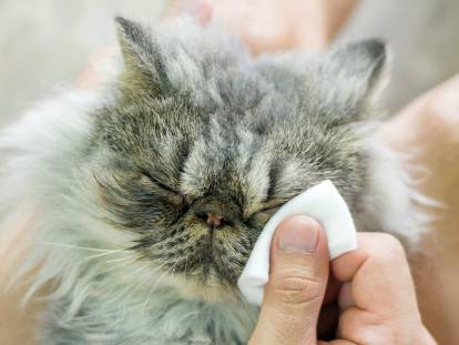 Entretenir Et Nettoyer Les Yeux De Son Chat