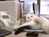 Une entreprise japonaise incite ses salariés à adopter un chat