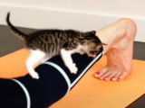 Une nouvelle activité anti-stress : le Cat Yoga