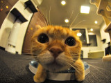 Les cafés à chats (neko café) au Japon et dans le monde