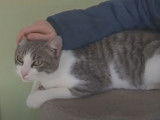 Des chats dans une école : bienfaits de la ronrontherapie