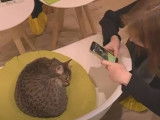 Un bar à chats à Reims pour découvrir la ronronthérapie