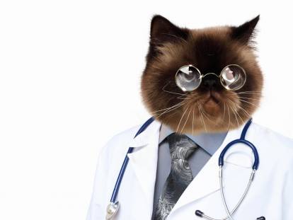 Le chat au service des malades : la zoothérapie