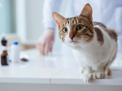 Un chat dans un laboratoire à côté de produits chimiques et devant un scientifique