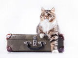 Chat et déménagement : risques, conseils, temps d'adaptation...