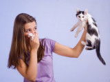 Des chats hypoallergéniques