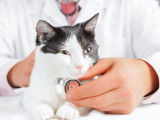 Législation française relative aux vices rédhibitoires lors de l'achat d'un chat