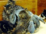 Faire cohabiter un lapin avec un chat