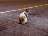 Un chat abandonné au milieu d'une route