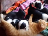 Une mère chatte adopte une portée de chiots