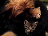 Une chienne recueille et allaite une portée de chatons