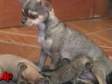Une chienne Chihuahua adopte deux chatons orphelins