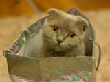La vente de chatons