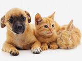 Un chien un chat et un lapin couché l'un a côté de l'autre