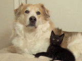 Un chien et trois chatons jouent ensemble
