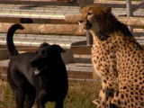 La fin de la cobabitation entre un chien et un guépard