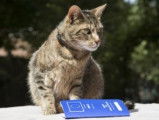 Le passeport européen pour chat