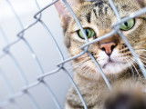 Un chat tigré derrière un grillage