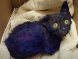 Smurf, le chat violet qui en a vu de toutes les couleurs