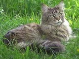 Une jeune autiste sort de son isolement grâce à son chat