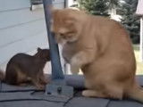 Un chat roux joue avec un écureuil