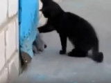 Un chaton sauve un Caniche bloqué
