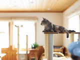 Un chat gris allongé au sommet d'un arbre à chat