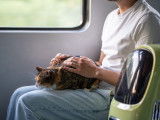Un chat couché sur les genoux de son maître dans un train