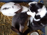 Un chat cohabite avec des lapins